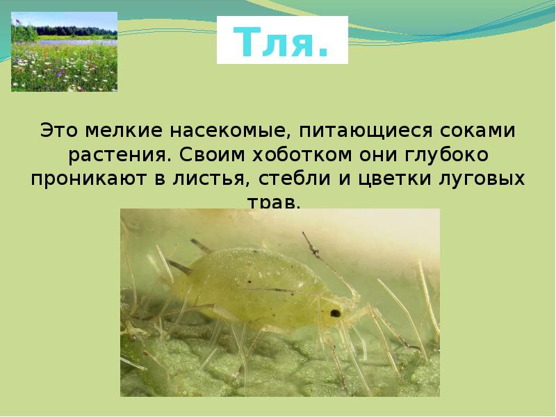 насекомые питаются соком. муравьи питание. зеленая яблоневая тля (aphis pomi). кровяная яблоневая тля. насекомые питаются соком.