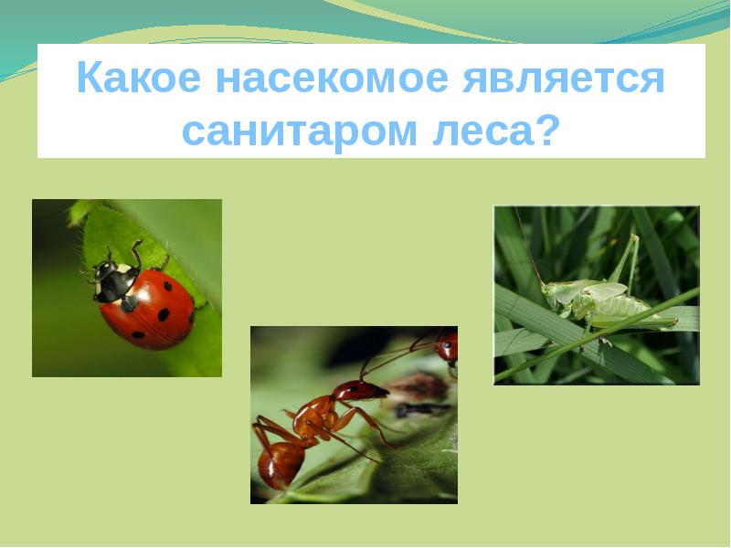 Насекомые леса презентация. Насекомые леса 2 класс. Насекомые санитары. Какое насекомое является санитаром леса. Насекомые леса 3 класс.