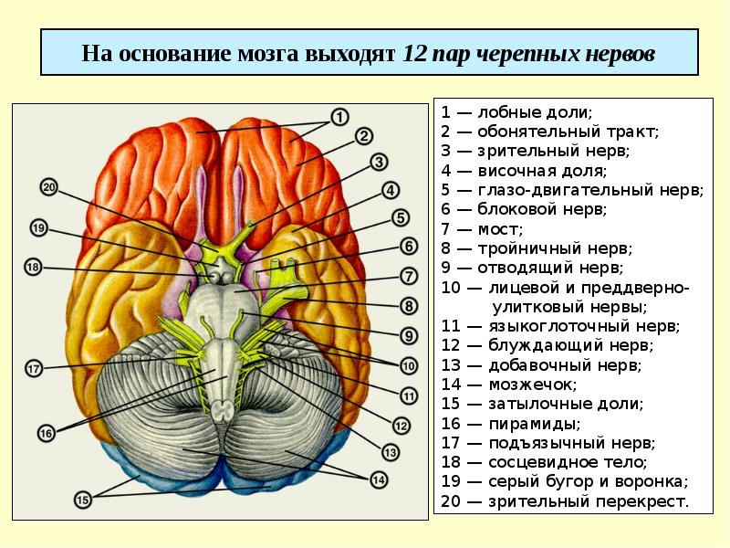 Черепные нервы схема