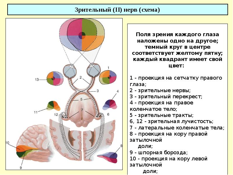 Ход зрительного нерва схема