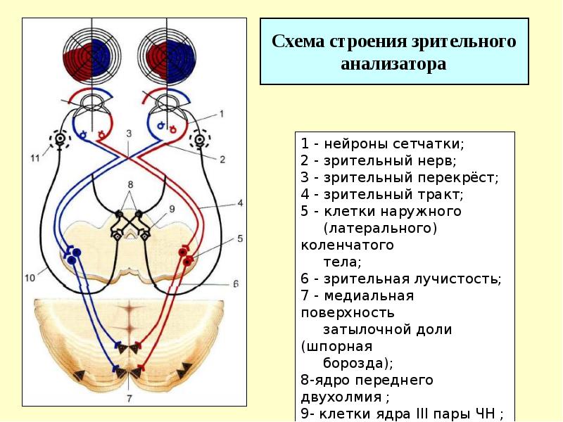 Схема строения зрительного анализатора 8 класс