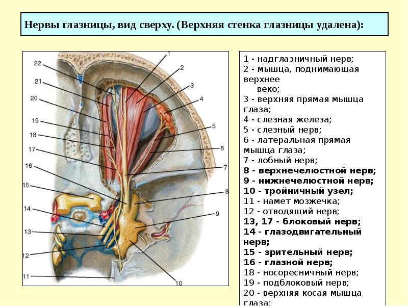 Верхняя стенка глазницы