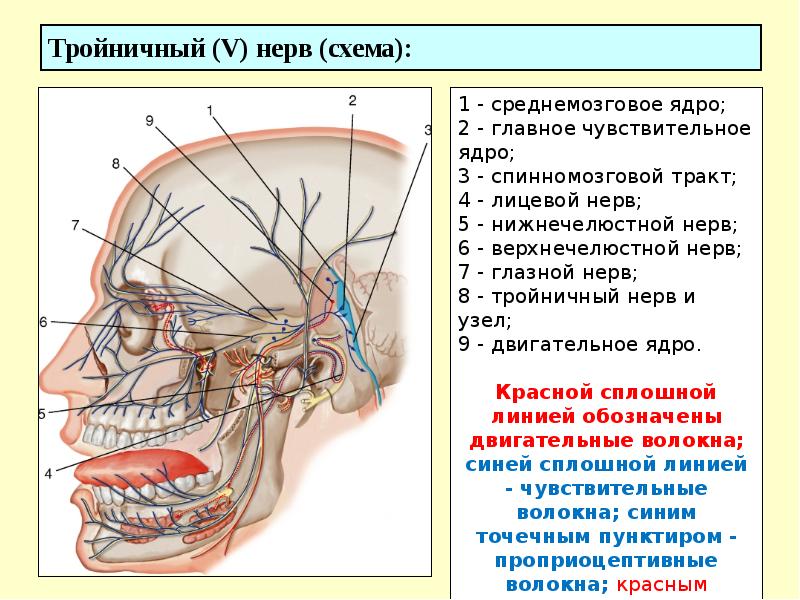 Ветви тройничного нерва схема