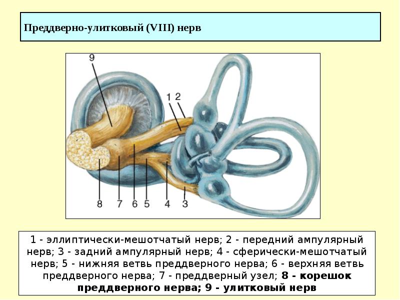 Преддверно улитковый нерв схема