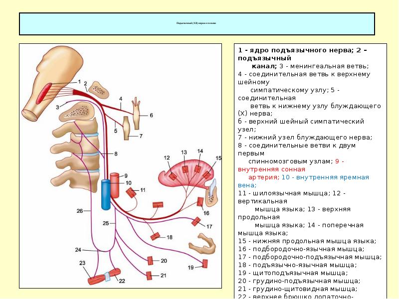 Подъязычный нерв xii