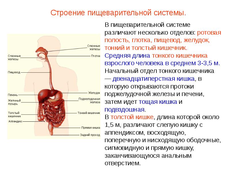 Проект пищеварительная система 3 класс