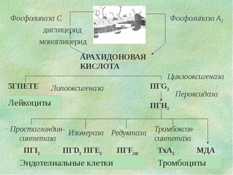 Основные компоненты гемостаза. Основные компоненты системы гемостаза. Простациклин гемостаз. Диглицерид. Бета моноглицерид.