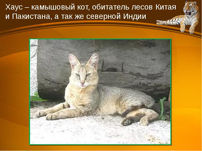 Изложение камышовая кошка