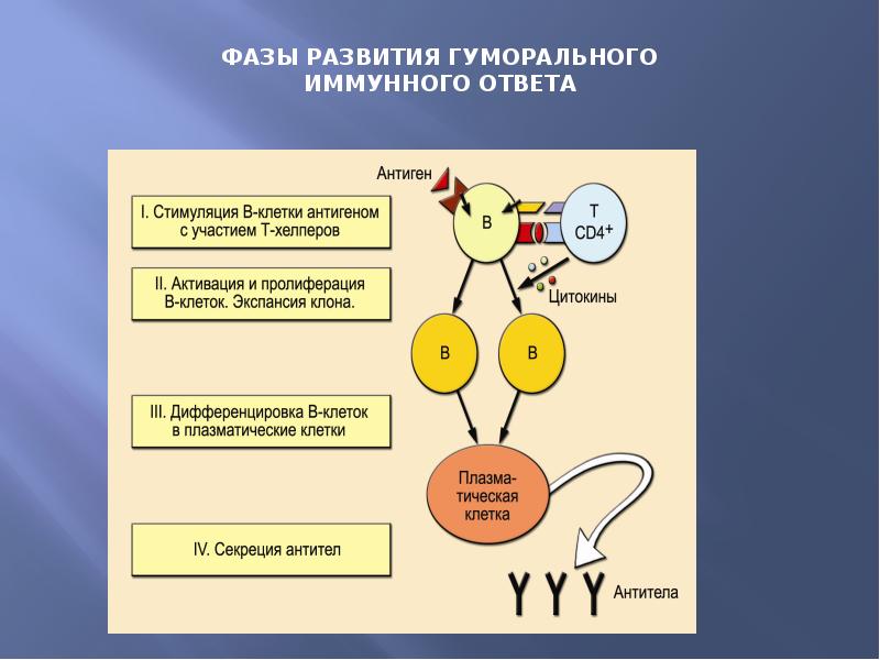 Схема иммуного ответа