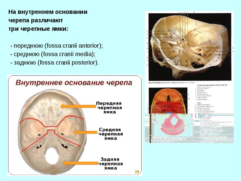 Топографическая анатомия головы презентация