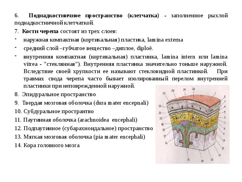 Презентация топографическая анатомия мозгового отдела головы