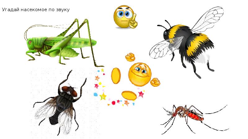 Развитие речи насекомые средняя группа. Насекомые задания. Развитие речи насекомые. Наглядный материал для выставки насекомые для дошкольников. Интерактивные насекомые.