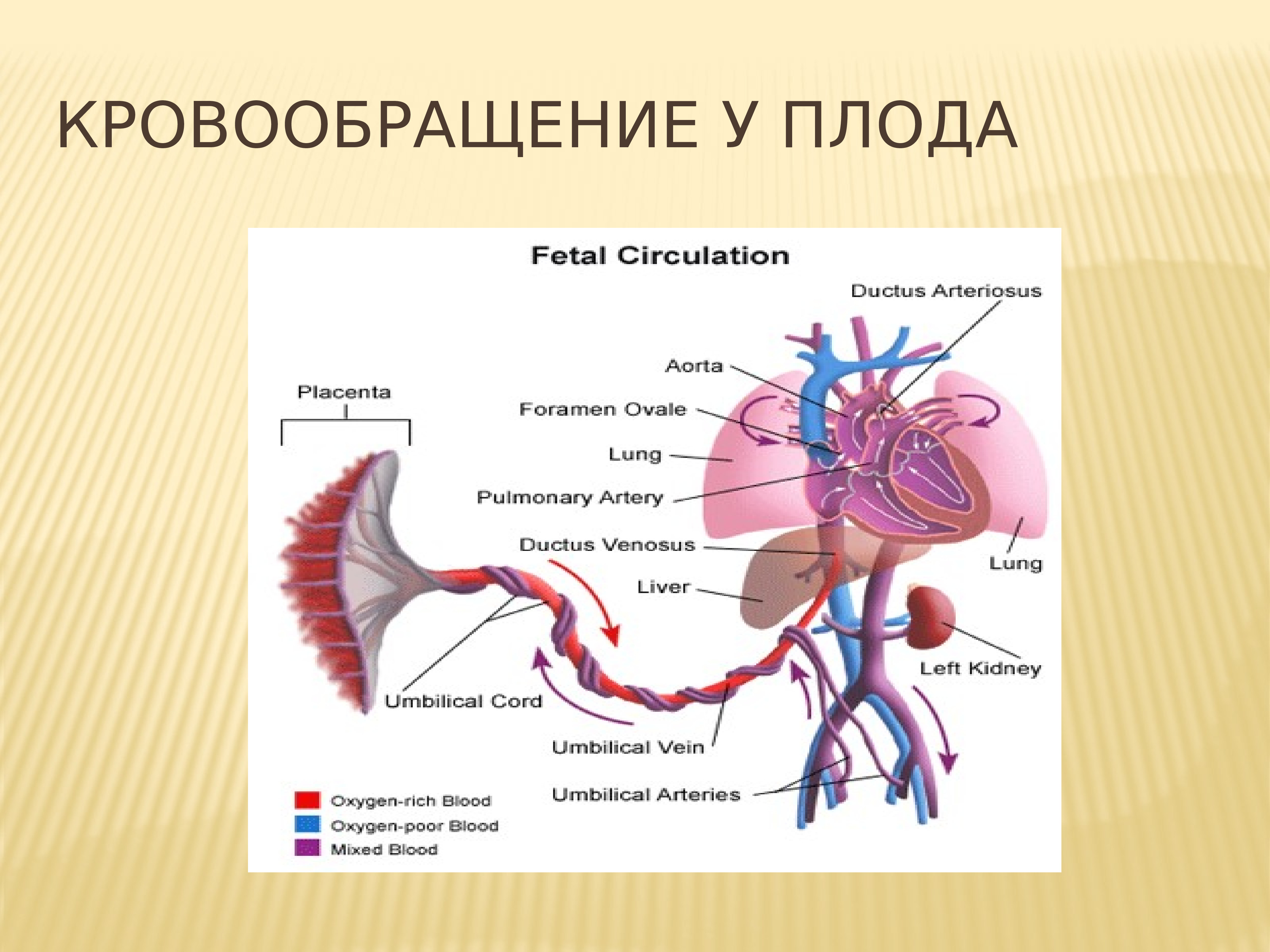 Плацентарный круг кровообращения. Внутриутробное кровообращение плода. Плацентарный круг кровообращения схема. Фетальное кровообращение схема. Кровообращение плода кратко.