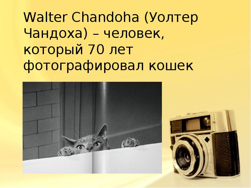 Уолтер Чандоха – фотограф кошек
