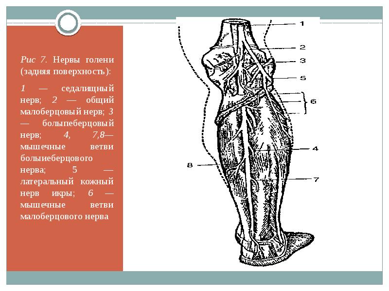 Малоберцовый нерв анатомия схема