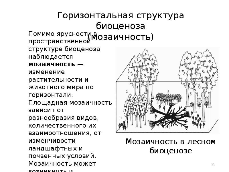 Презентация многообразие биогеоценозов 9 класс пономарева