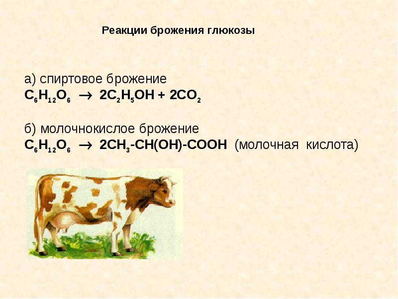 Реакция брожения углеводов. Спиртовое брожение. Молочнокислое брожение Глюкозы. Спиртовое брожение фото для презентации.