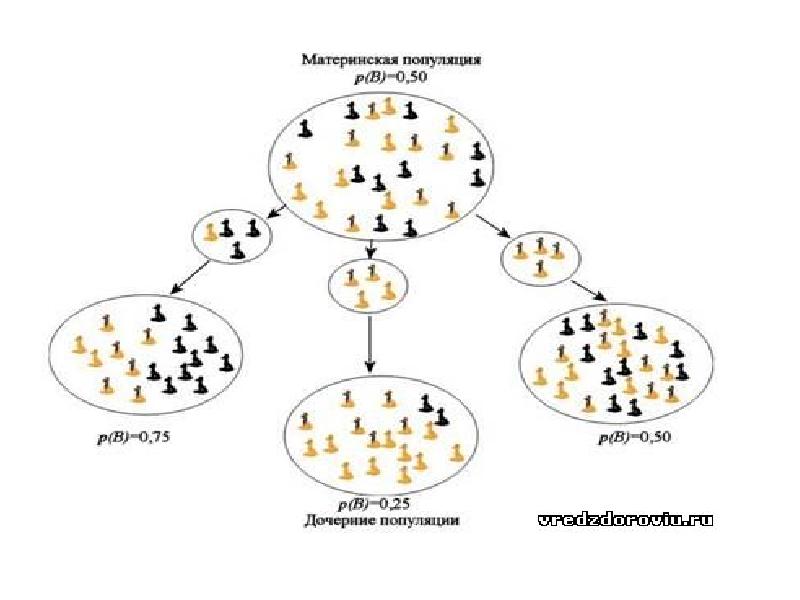 Генетический состав популяции 11 класс презентация