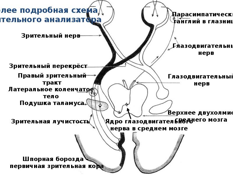 АНАТОМИЯ И ФИЗИОЛОГИЯ ЧЕЛОВЕКА Лекция 23(веч). Foto 19