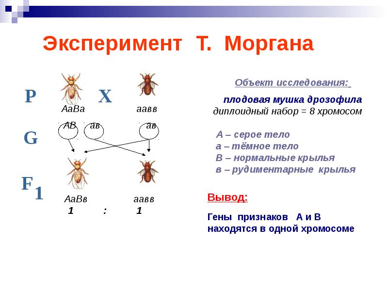 Презентация сцепленное наследование признаков 10 класс