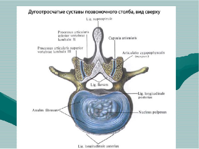 Межпозвоночные суставы. Дугоотросчатые суставы связки. Дугоотросчатые суставы анатомия. Дугоотросчатые соединения позвонков.. Дугоотросчатые суставы латынь.