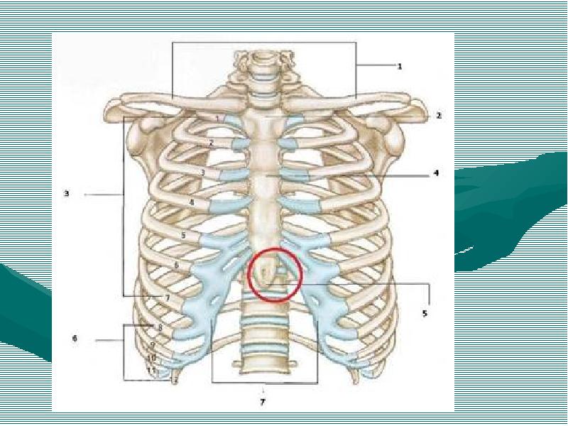 Грудной отдел туловища. Скелет туловища без подписей. Строение скелета туловища человека без подписей. Скелет туловища презентация. Столб с ребрами.