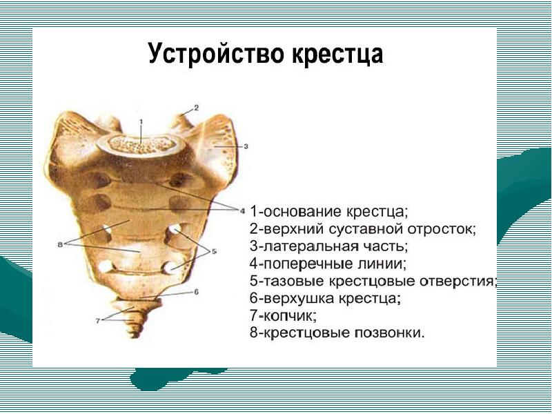 Копчик крестец на рисунке