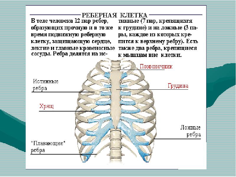 Скелет туловища человека