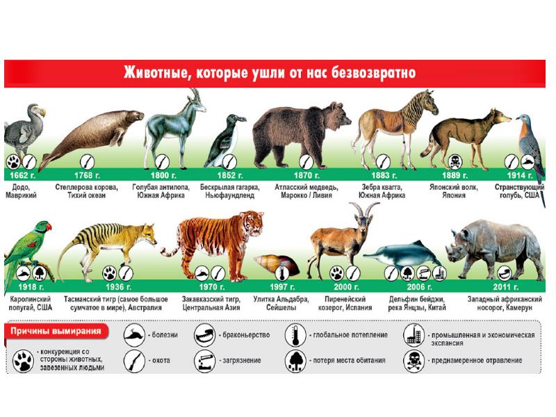 В мире животных годы. Вымирание видов животных и растений. Исчезновение видов животных и растений. Исчезающие виды животных. Статистика вымирания животных.