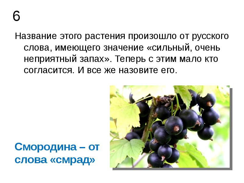 Название какого растения происходит от слова хвост. Название какого растения происходит от слова хвост