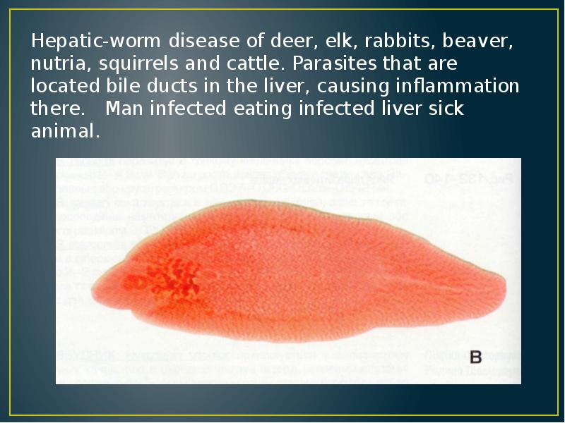 Hepatic-worm disease of deer, elk, rabbits, beaver, nutria, squirrels and cattle.