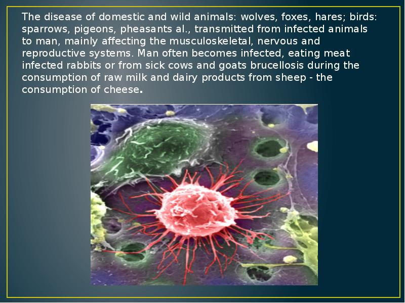 The disease of domestic and wild animals: wolves, foxes, hares; birds: