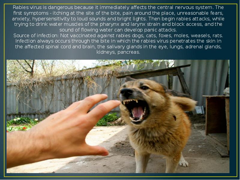 Rabies virus is dangerous because it immediately affects the central nervous
