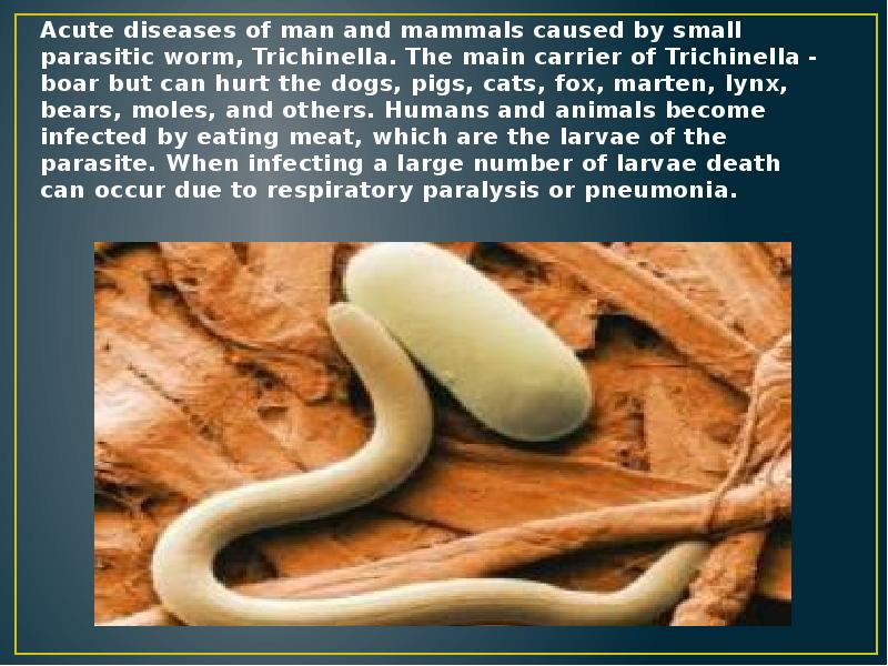 Acute diseases of man and mammals caused by small parasitic worm,