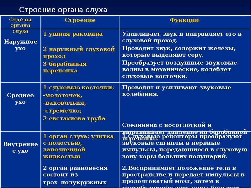 Анализаторы слуха и равновесия презентация 8 класс биология