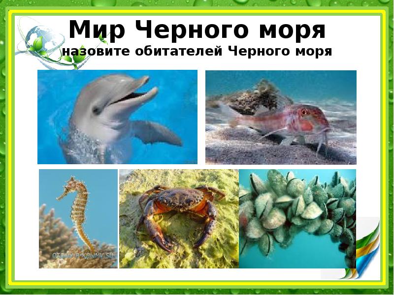 Обитатели черного моря презентация для детей