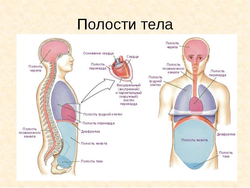 Анатомия и физиология диафрагмы презентация