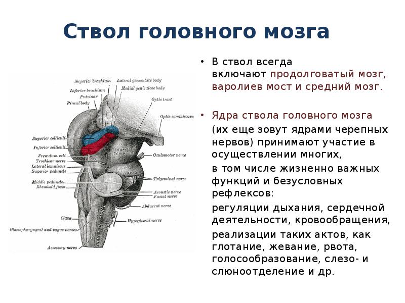 Ствол головного мозга
В ствол всегда включают продолговатый мозг, варолиев мост Ствол головного мозга
В ствол всегда включают продолговатый мозг, варолиев мост