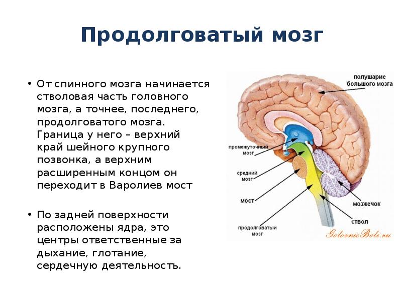 Головной мозг границы