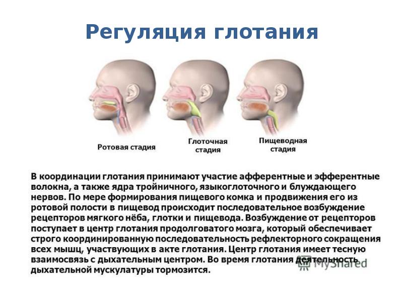Регуляция глотания Регуляция глотания