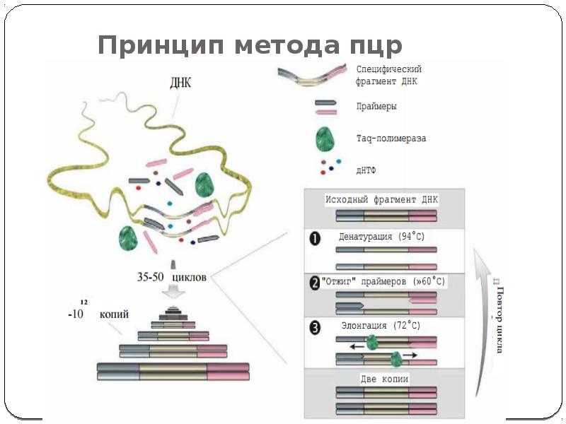 Пцр картинки для презентации