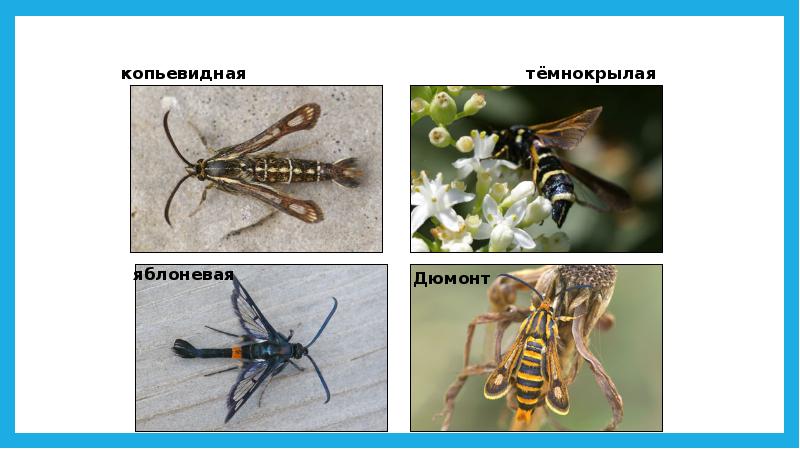 Опасные насекомые крыма фото с описанием