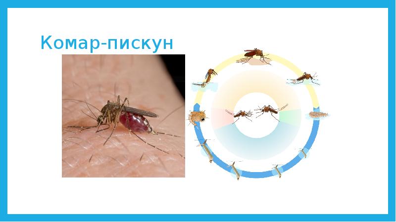 Насекомые крыма презентация