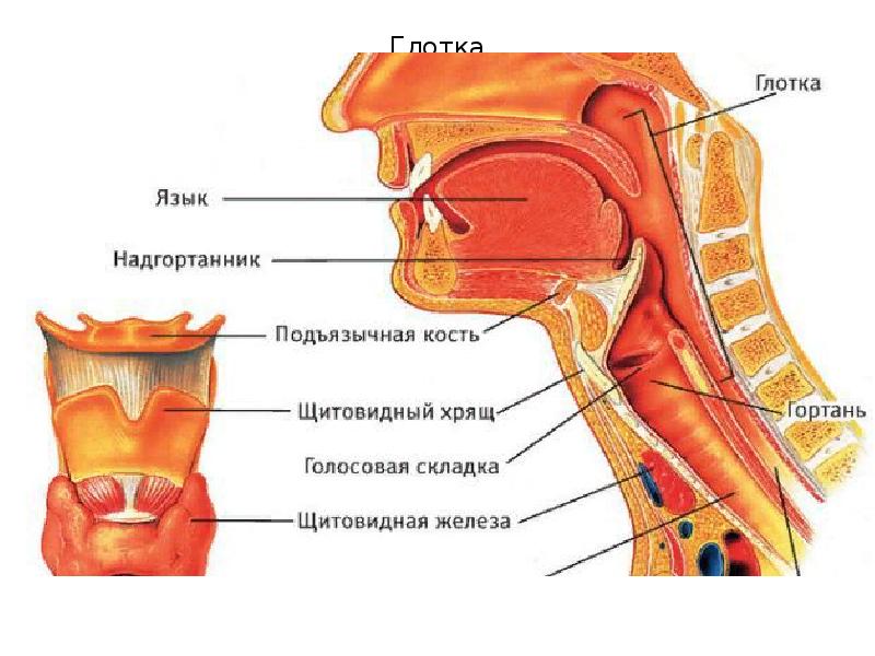 Глотка Глотка