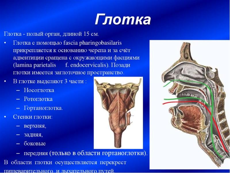 глотка глотка
