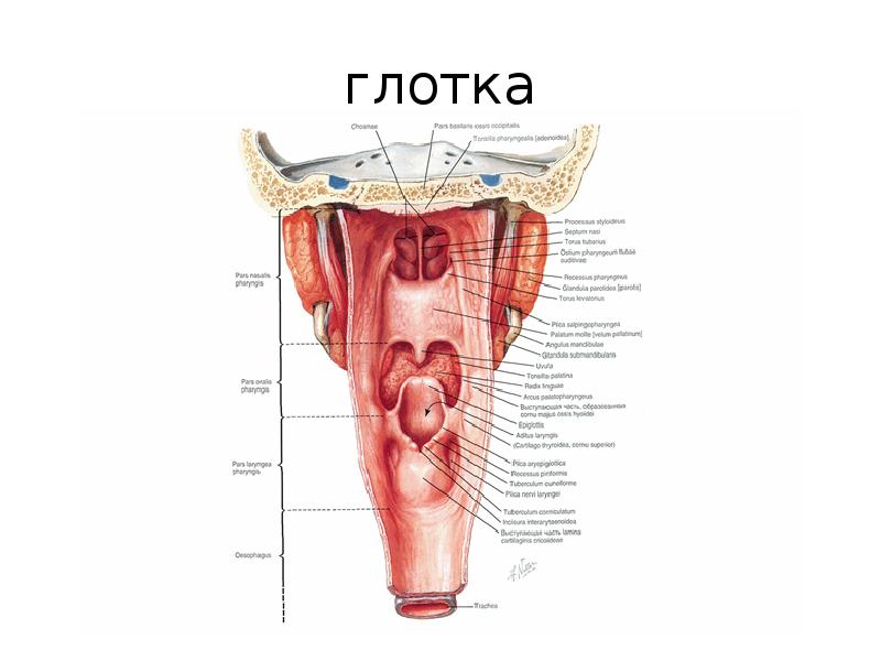 глотка глотка