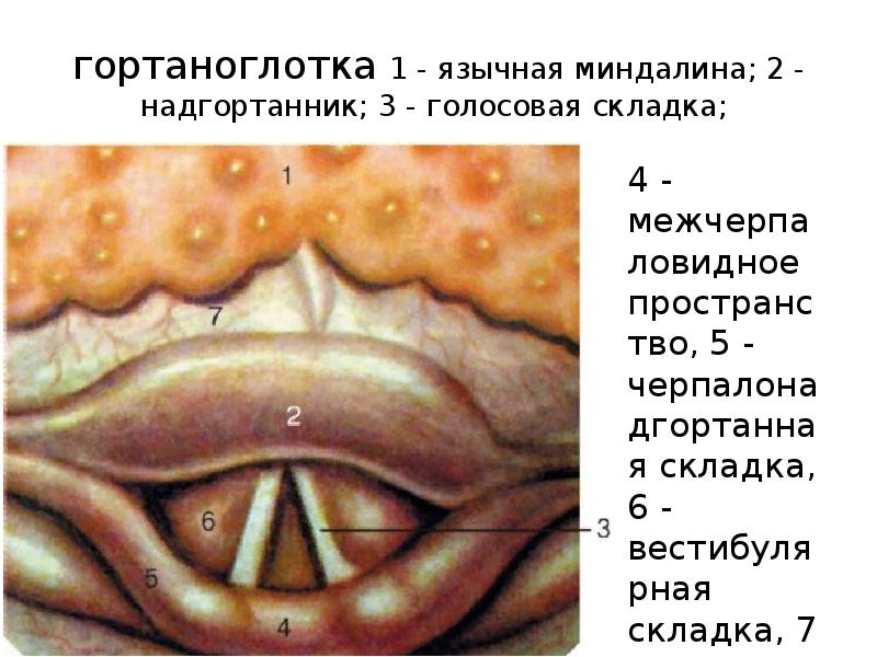 гортаноглотка 1 - язычная миндалина; 2 - надгортанник; 3 - голосовая складка; гортаноглотка 1 - язычная миндалина; 2 - надгортанник; 3 - голосовая складка;