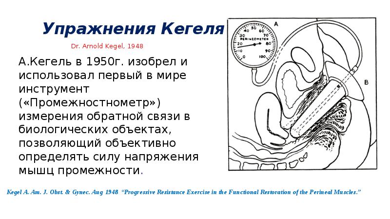 Мышца Кегеля У Мужчин Где Находится Фото