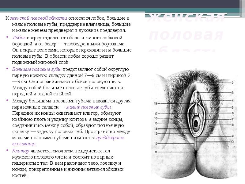 Уменьшение половых губ