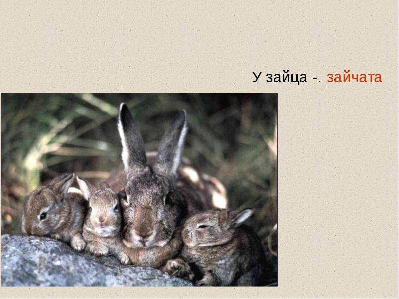 У зайца Зайчата у галки. Заяц с зайчатами в норе. Заяц зайчик корень. Какая голова у зайца. Зайцев без слов